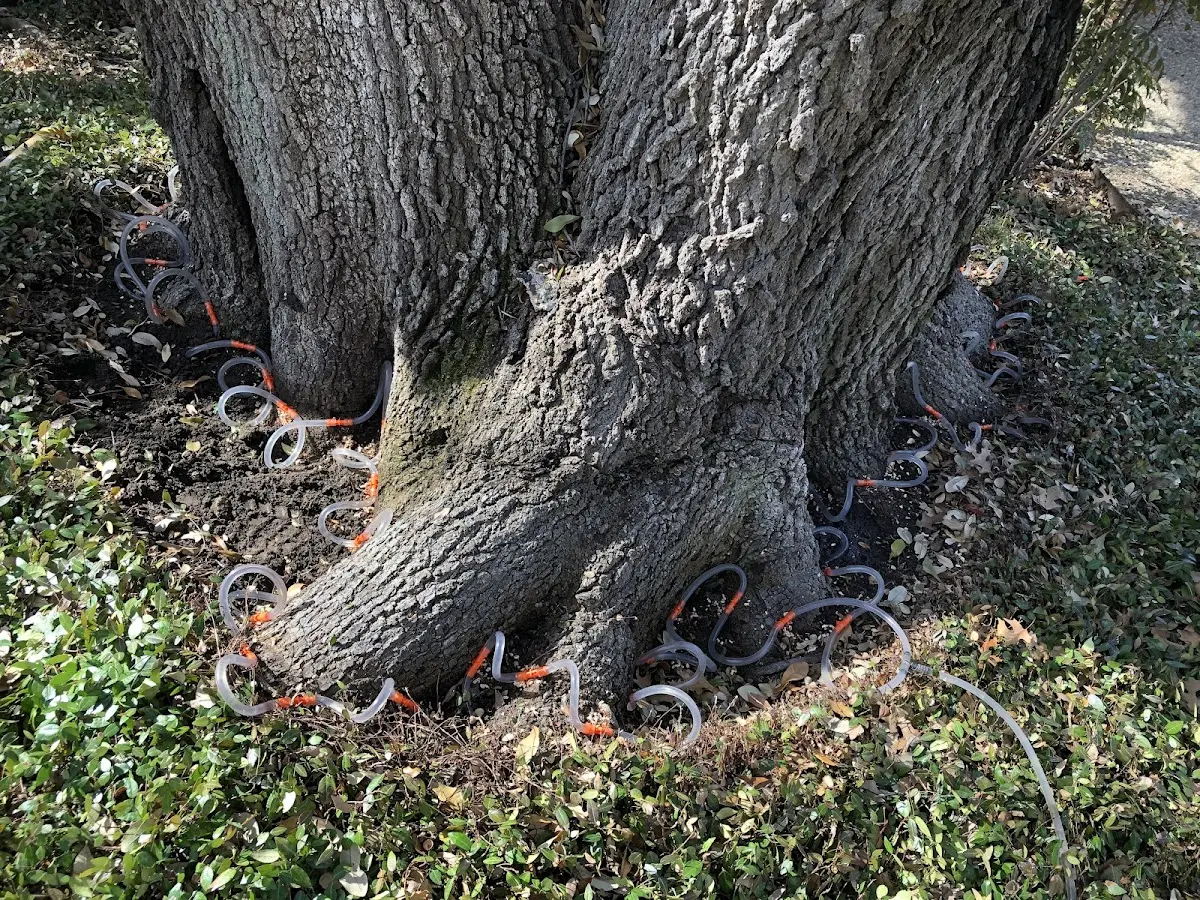 Detailed Tree Cabling and Bracing job site in Wood Dale