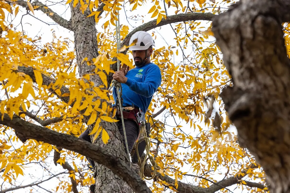 Skilled Tree Pruning crew working in Wood Dale
