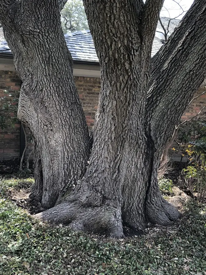 Mature heritage tree close to a Wood Dale property cared for by certified arborists